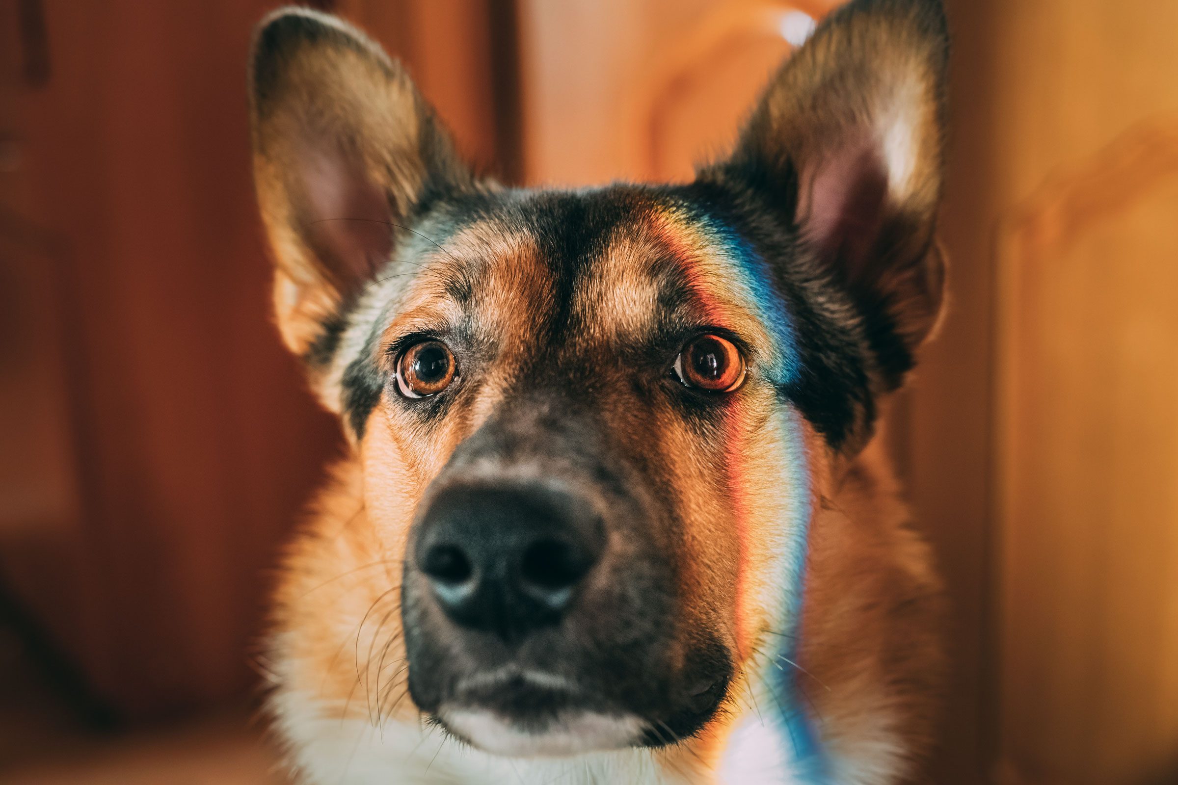 dog with rainbow light over eye