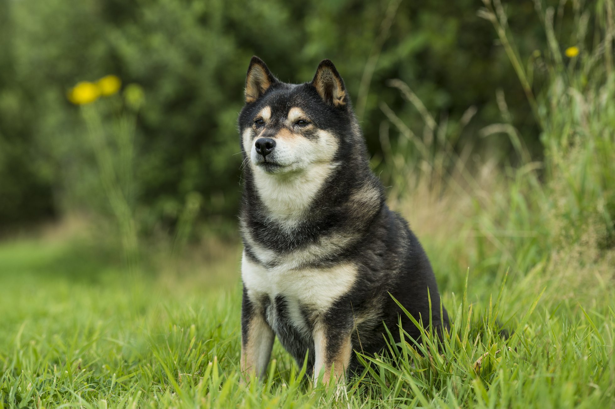 Shiba-Inu Dog