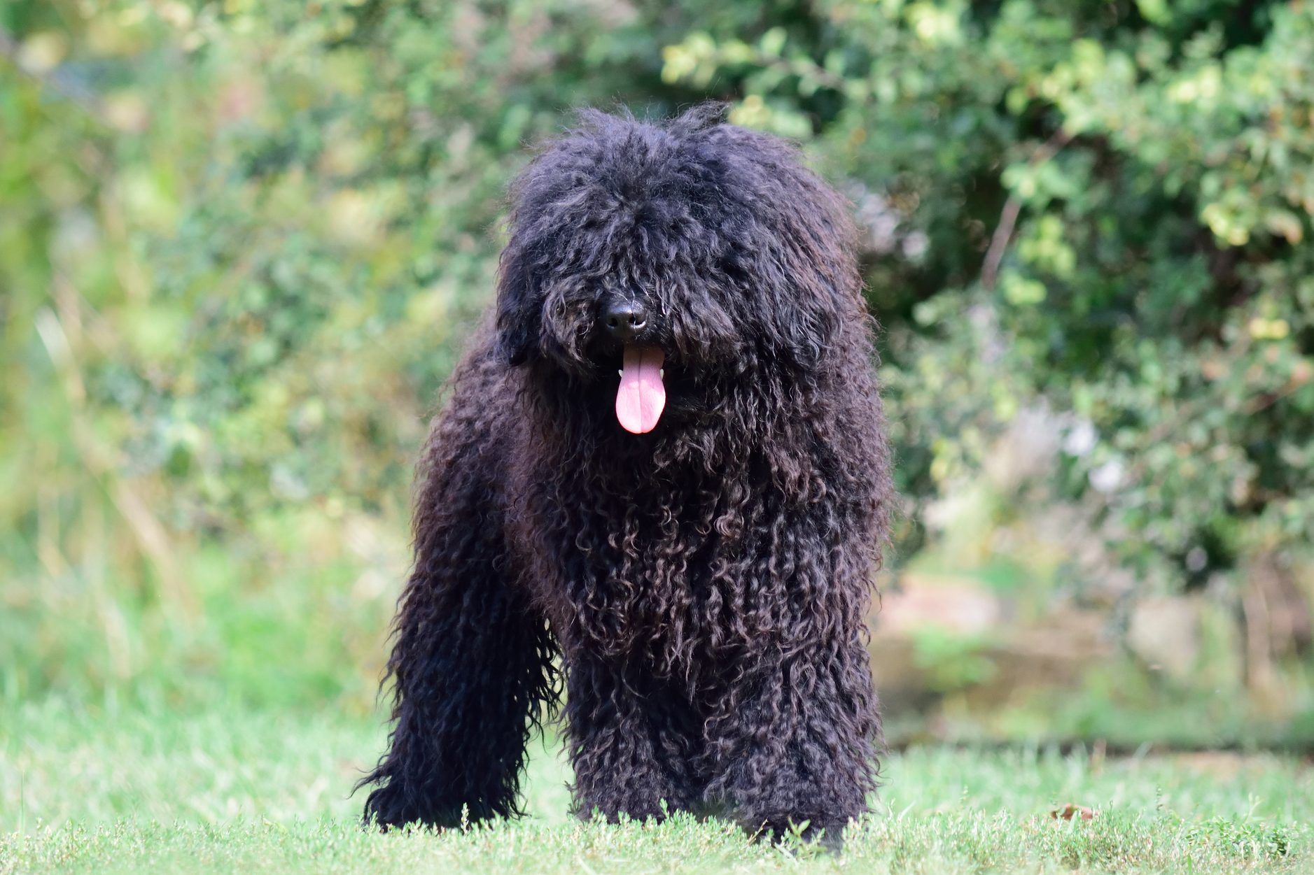 Hungarian puli dog