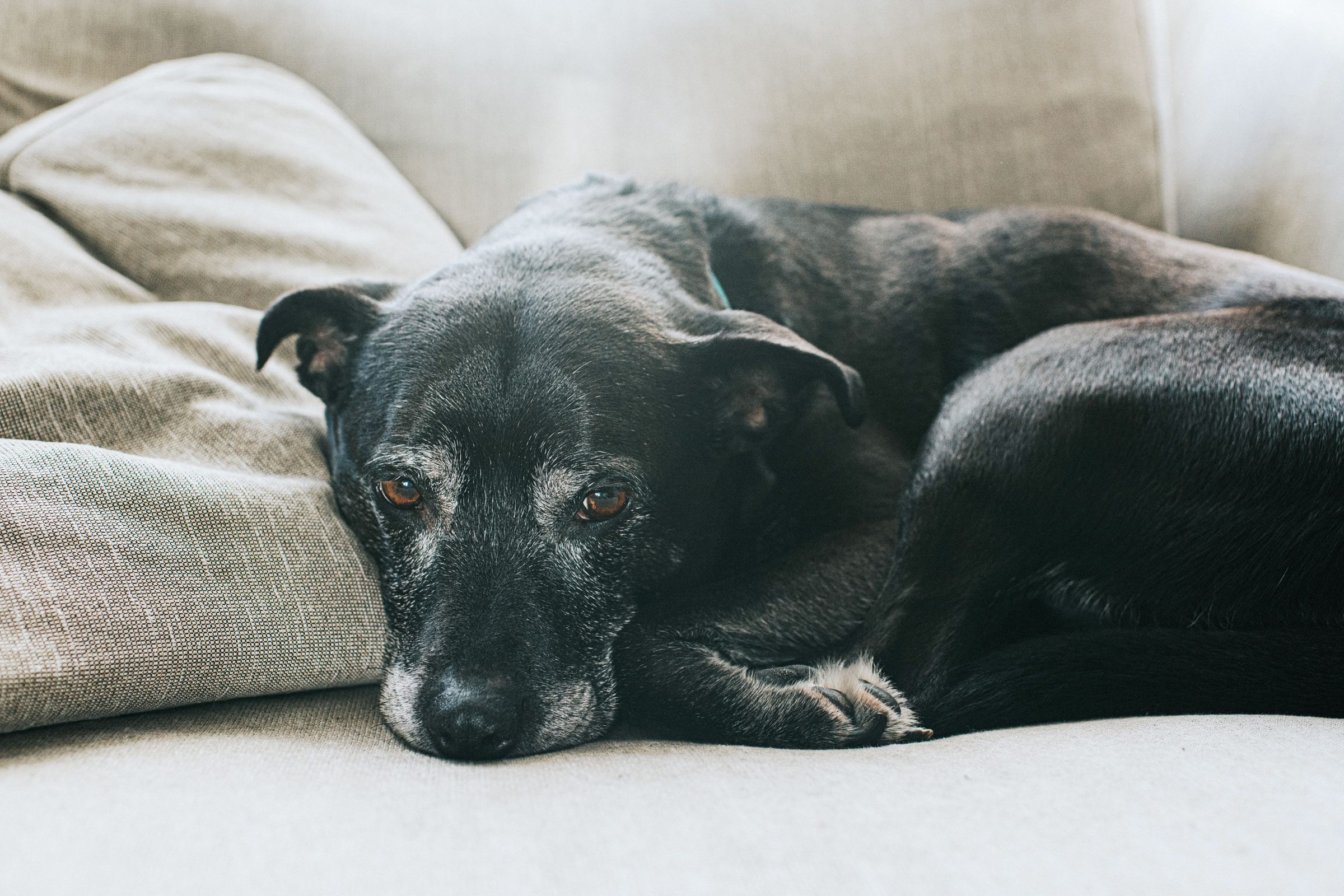 Resting Senior Dog