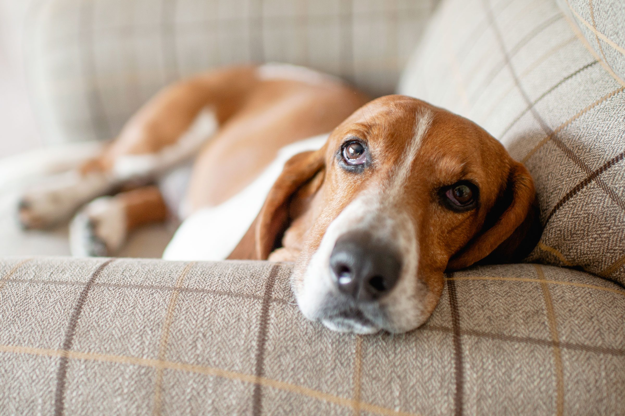 sleeping basset hound on the couch