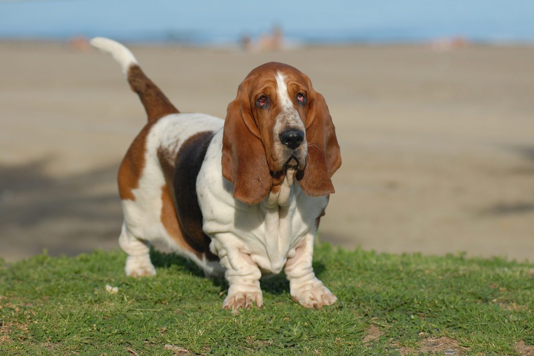 Beautiful Basset Hound purebred dog on the grass