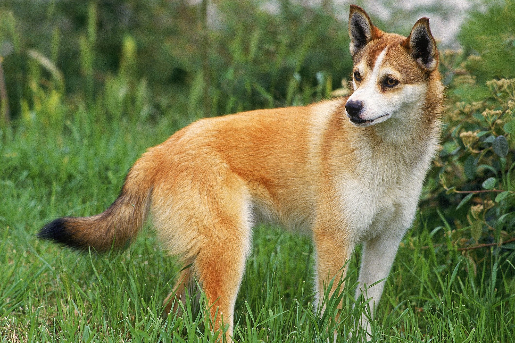 NORGEVIAN LUNDEHUND SPITZ, ADULT STANDING ON GRASS