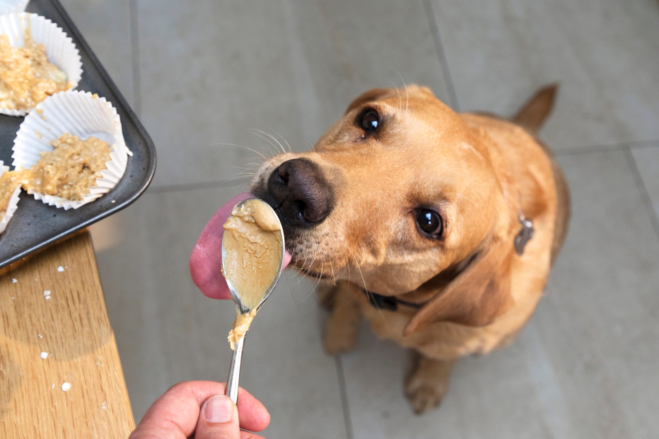 Pet dog is licking spoon with peanut butter dough.