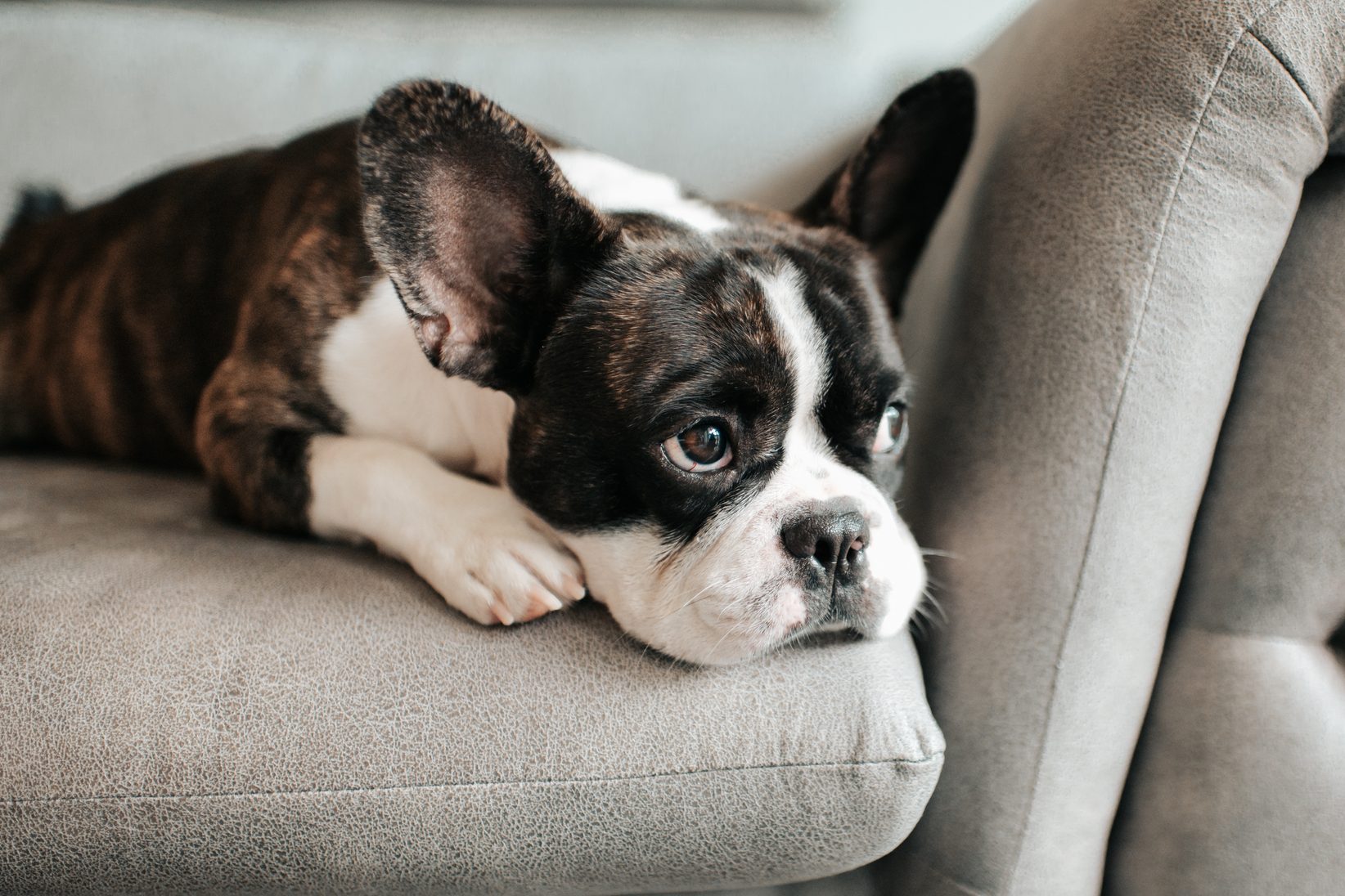 a bored french bulldog lying down and resting on sofa looking outside