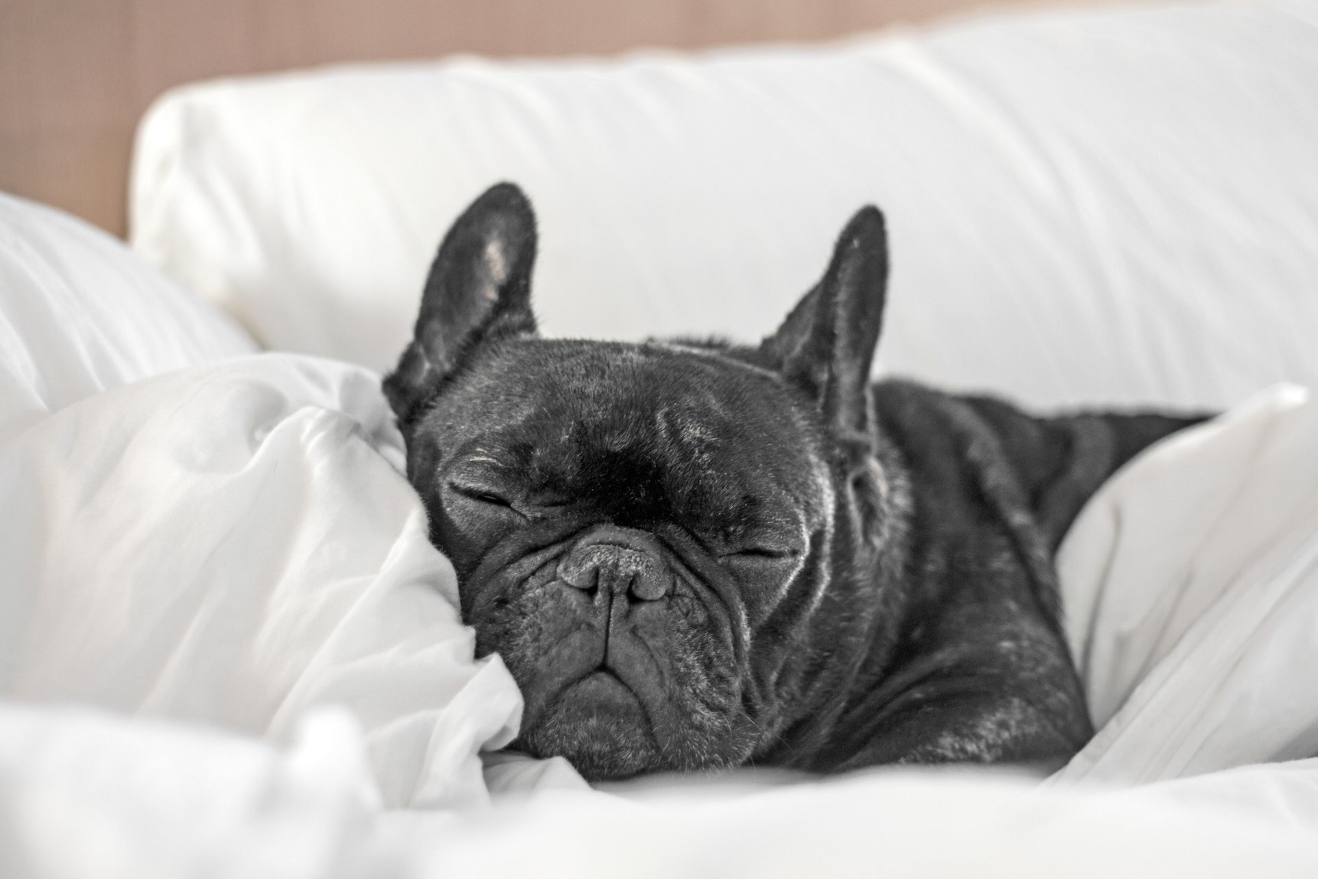 Dog sleeping on a bed