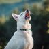 Dog Language: The Meaning Behind 12 Weird Noises Your Dog Makes