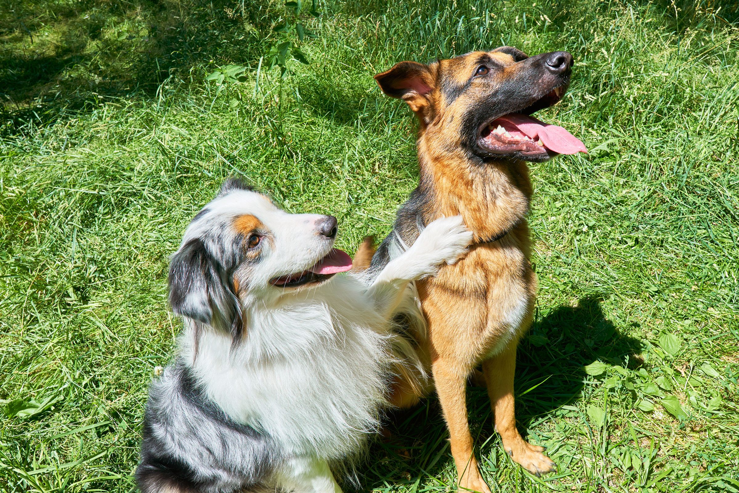 two dogs sitting in the grass and one has its paw on the other