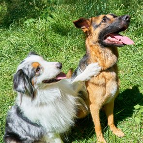 two dogs sitting in the grass and one has its paw on the other