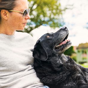 black labrador leaning on its owner outdoors