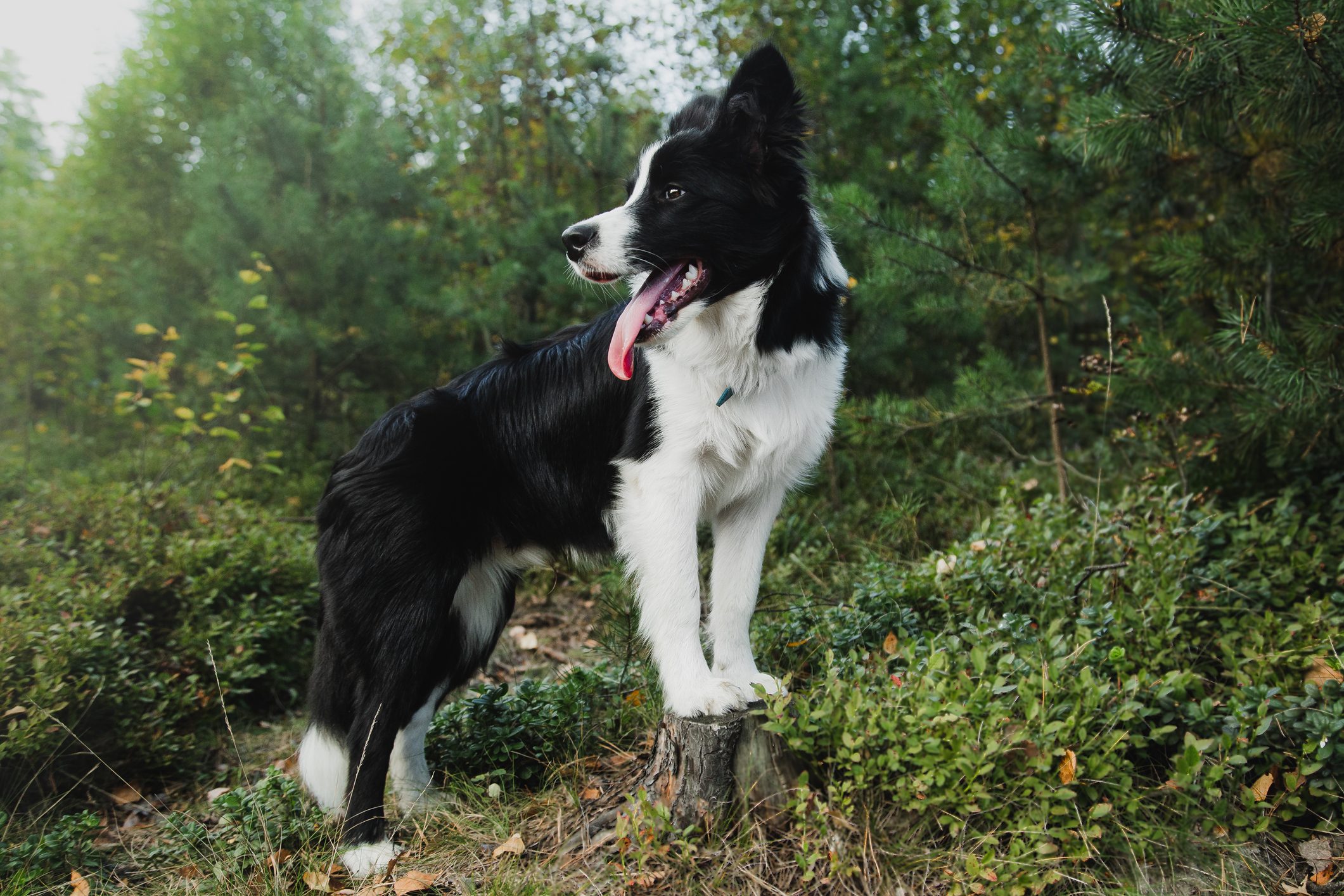 border collie dog