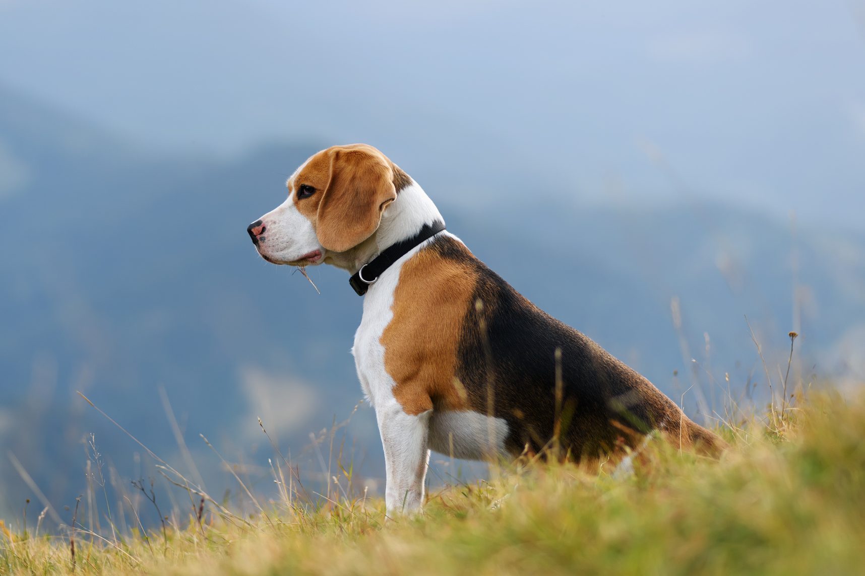 Beagle dog in mountains