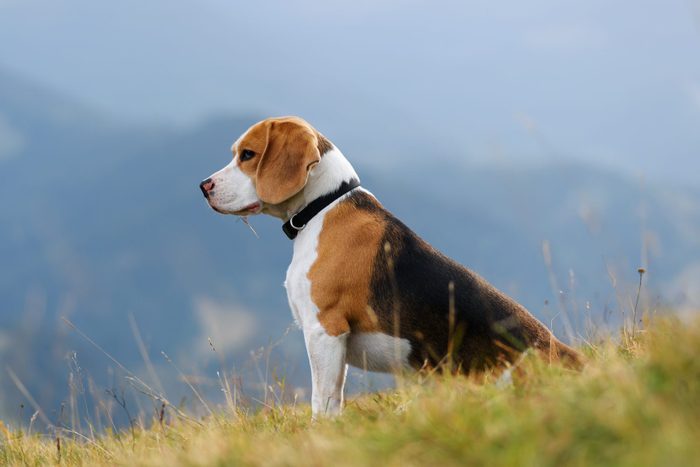 Beagle dog in mountains
