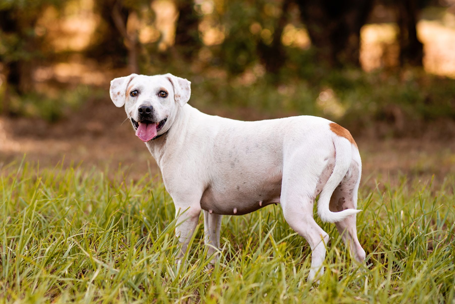 Pitbull mix dog enjoying a sunny day at the park