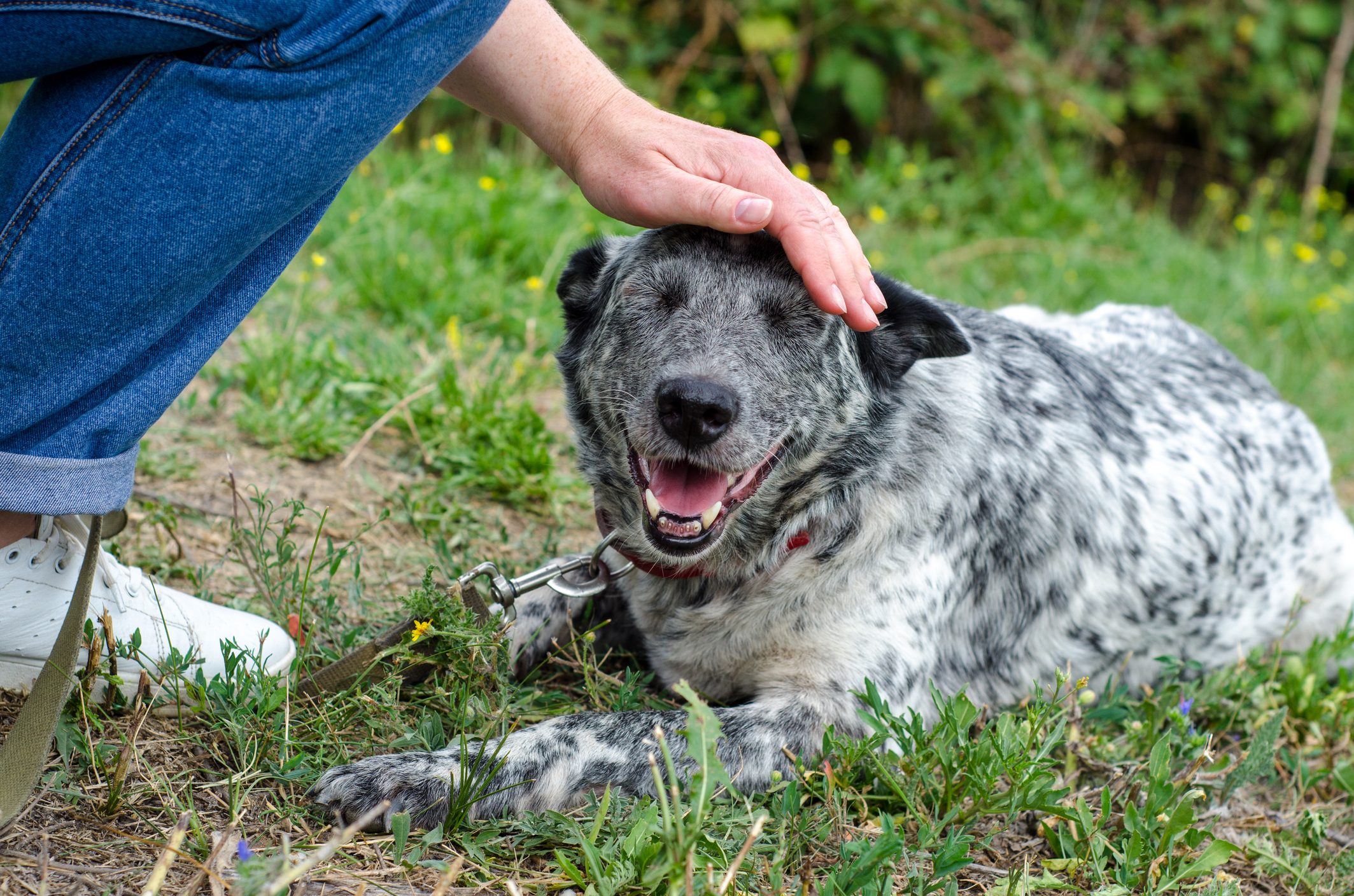 mongrel speckled dog stroking on a green lawn