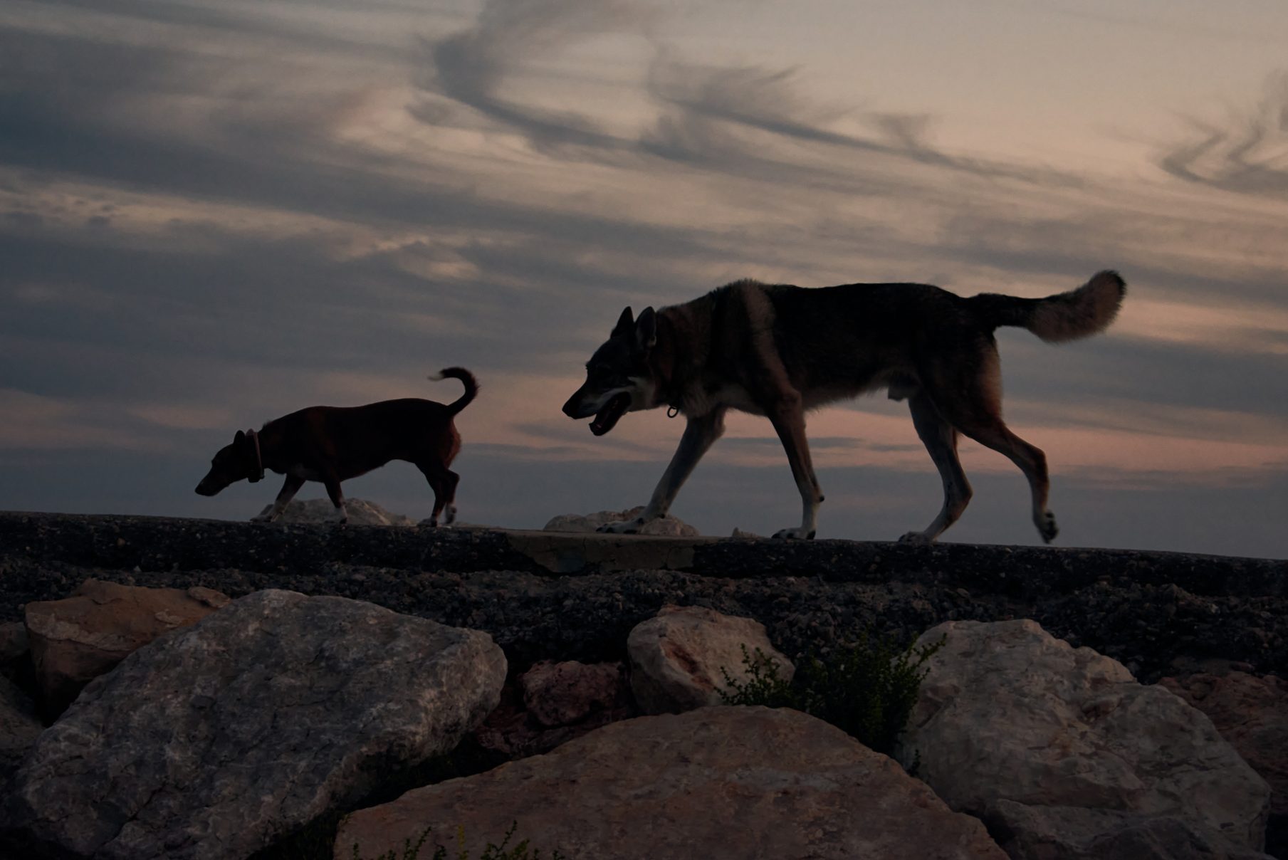 Two dogs walking with a beautiful sky during the sunset