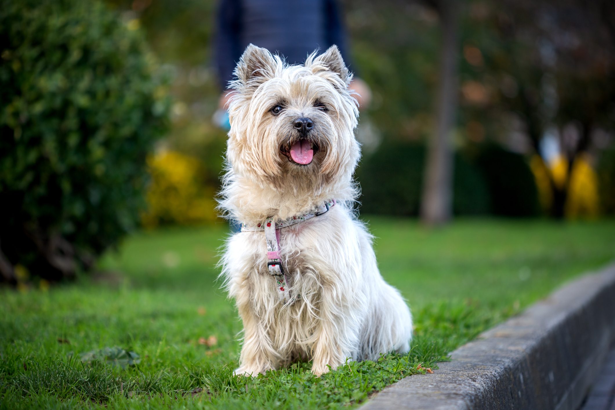 Portrait of a Cairn Terrier