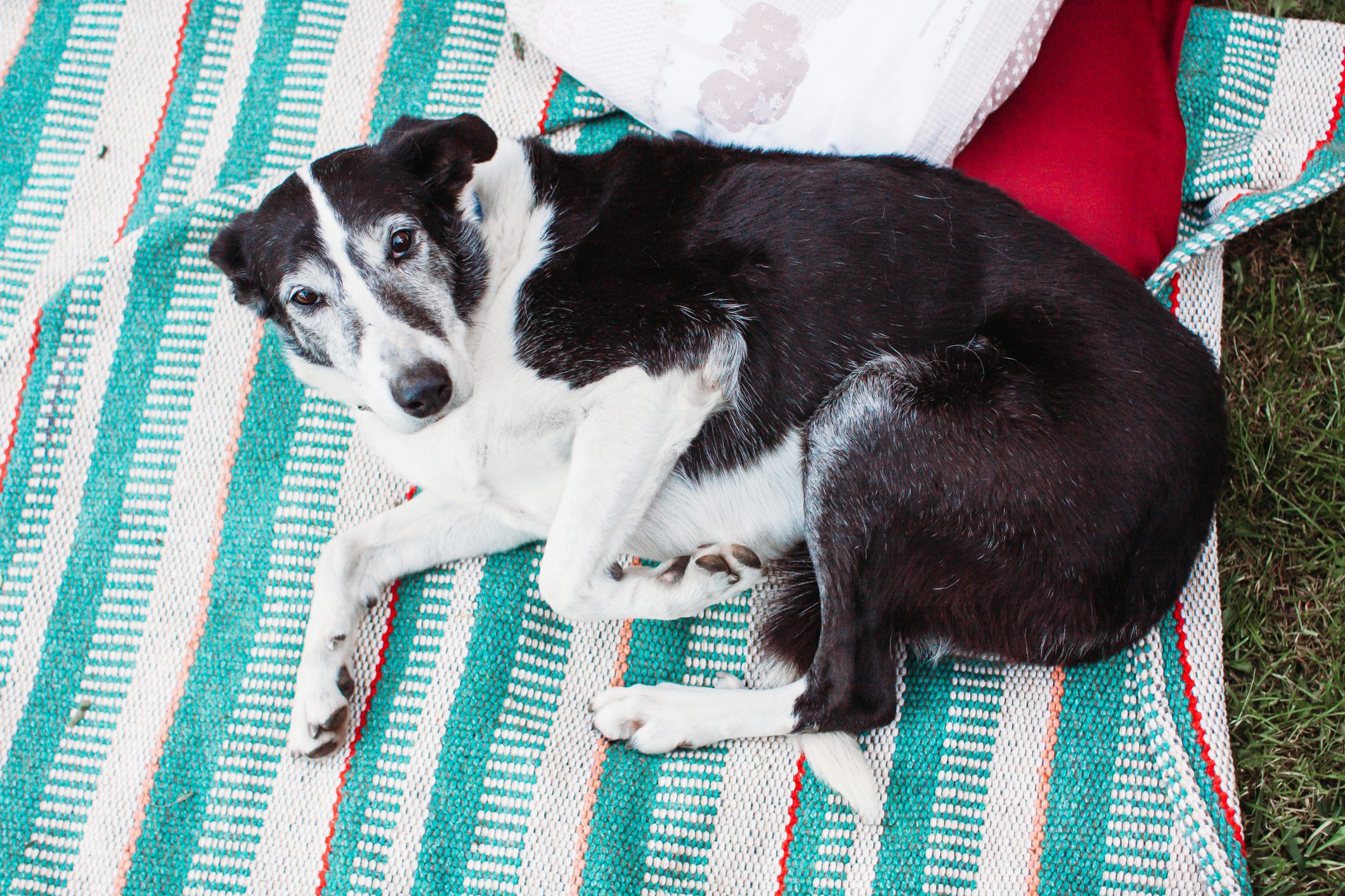 senior dog resting on a striped blanket on the ground looking at camera