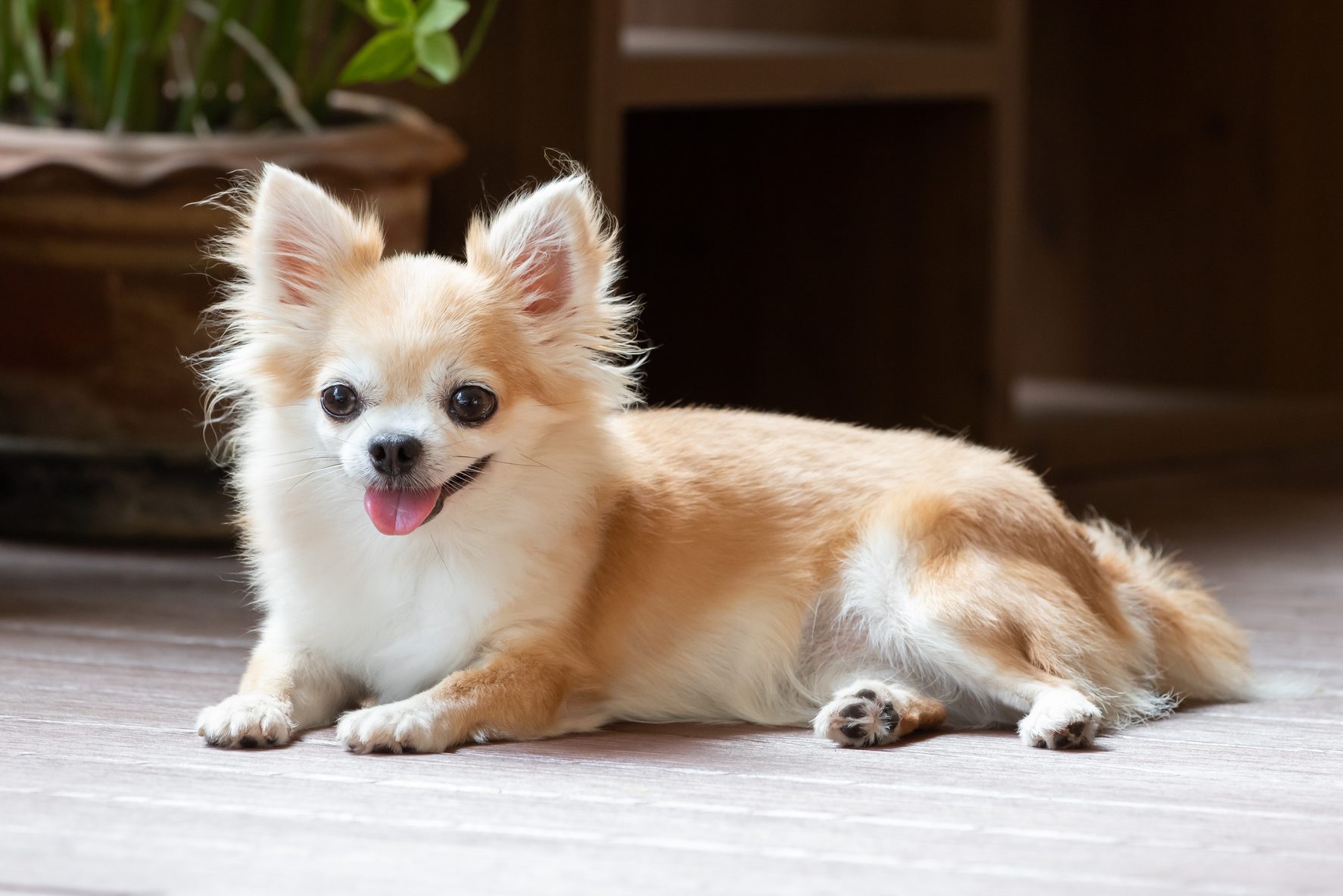 brown chihuahua sitting on floor. small dog in asian house.