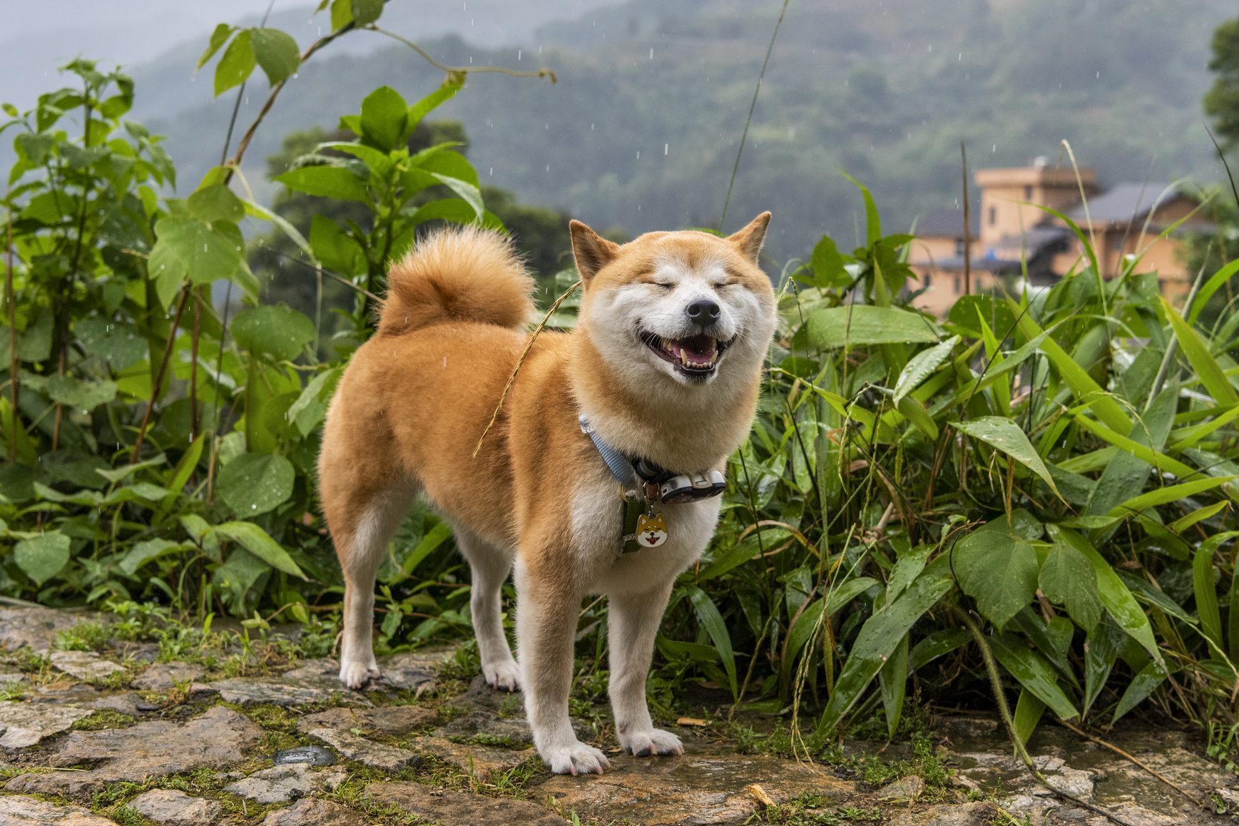 Of pet shiba inu