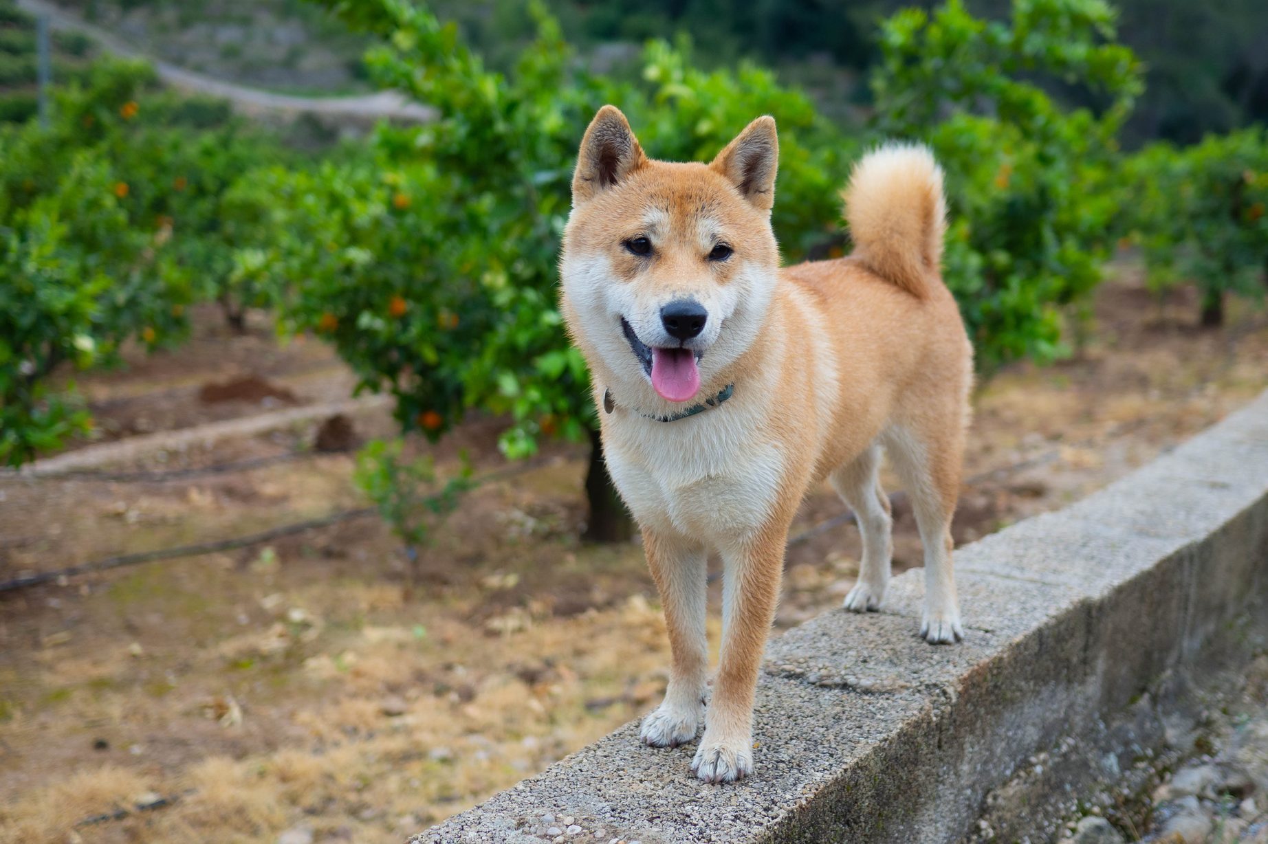 Shiba Inu puppy and his friend striped kitten