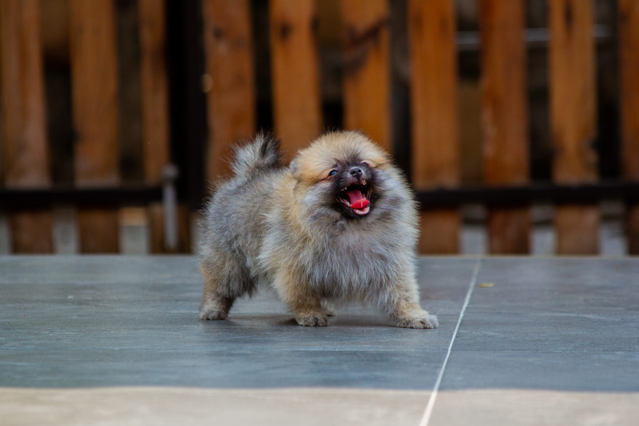 Portrait of pomeranian sitting on floor