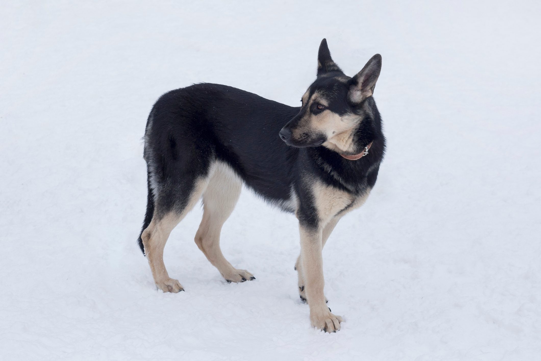 East European shepherd is standing on a white snow in the winter park