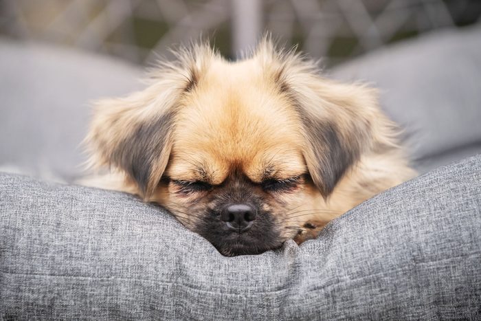 Tibetan Spaniel sleeping