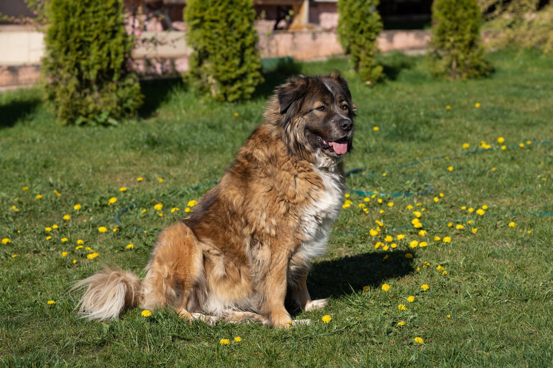 Portrait of leonberger sitting on grass