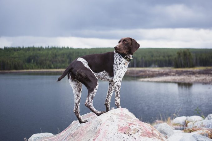 Side view of a german short on rock by lake against sky,British Columbia,Canada