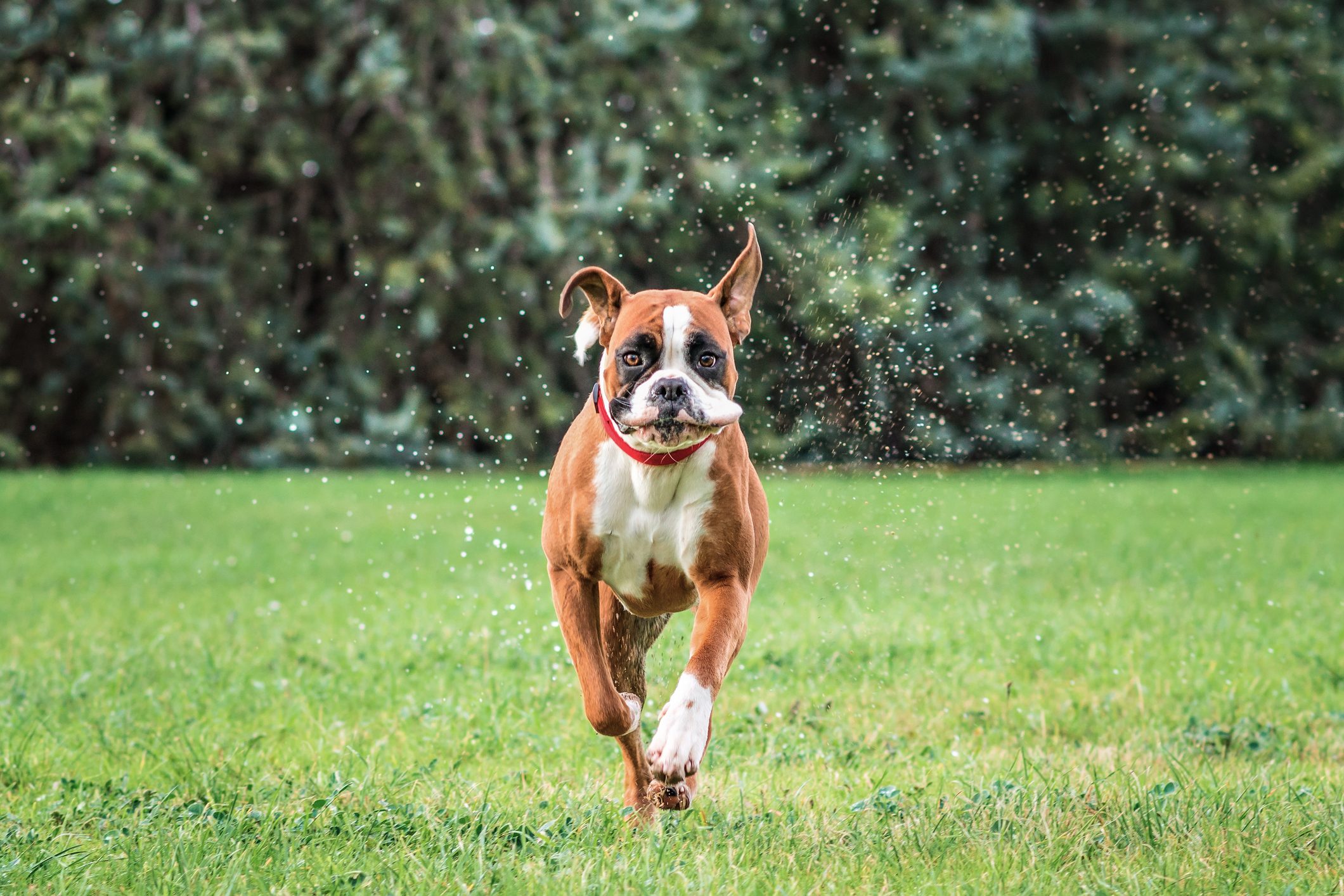 A boxer running towards the camera in a backyard