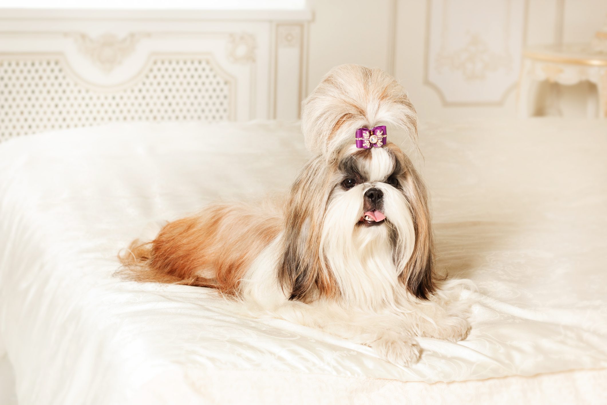 Shih Tzu with long hair in a beautiful classic interior