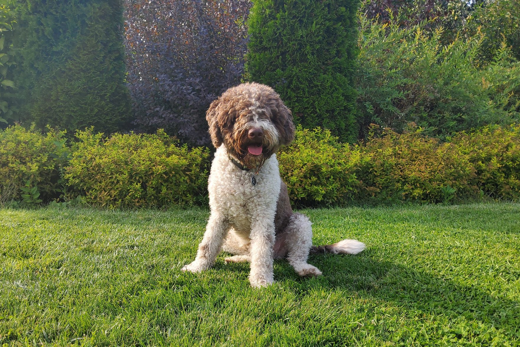 Lagotto Romagnolo