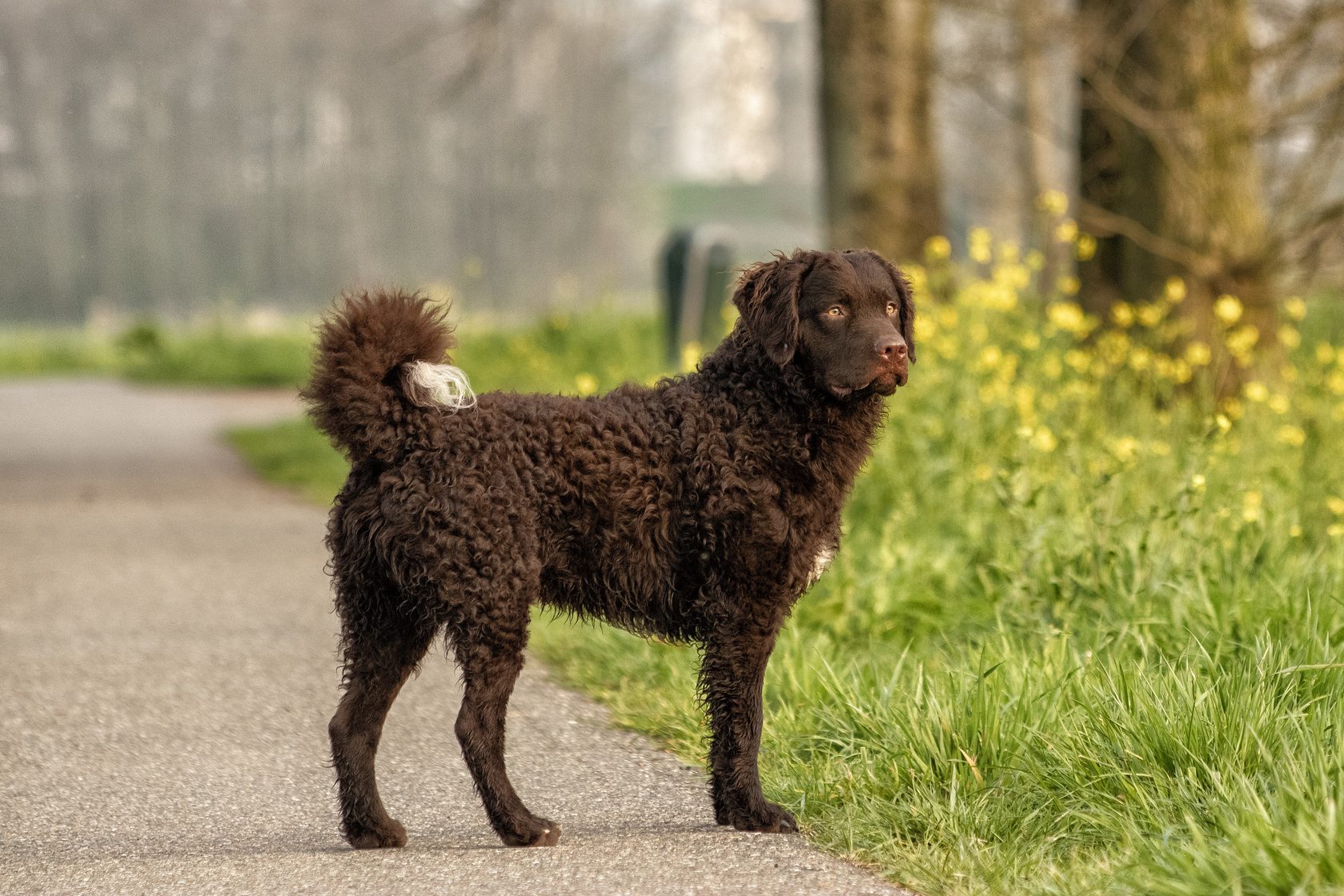 Selective focus shot of an adorable curly-coated retriever