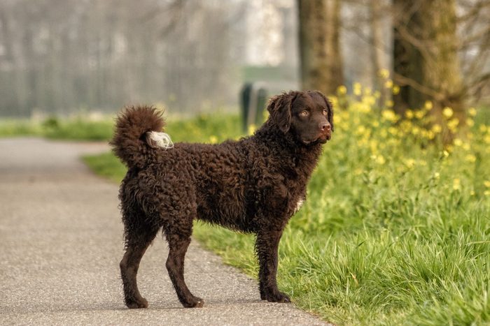 Selective focus shot of an adorable curly-coated retriever