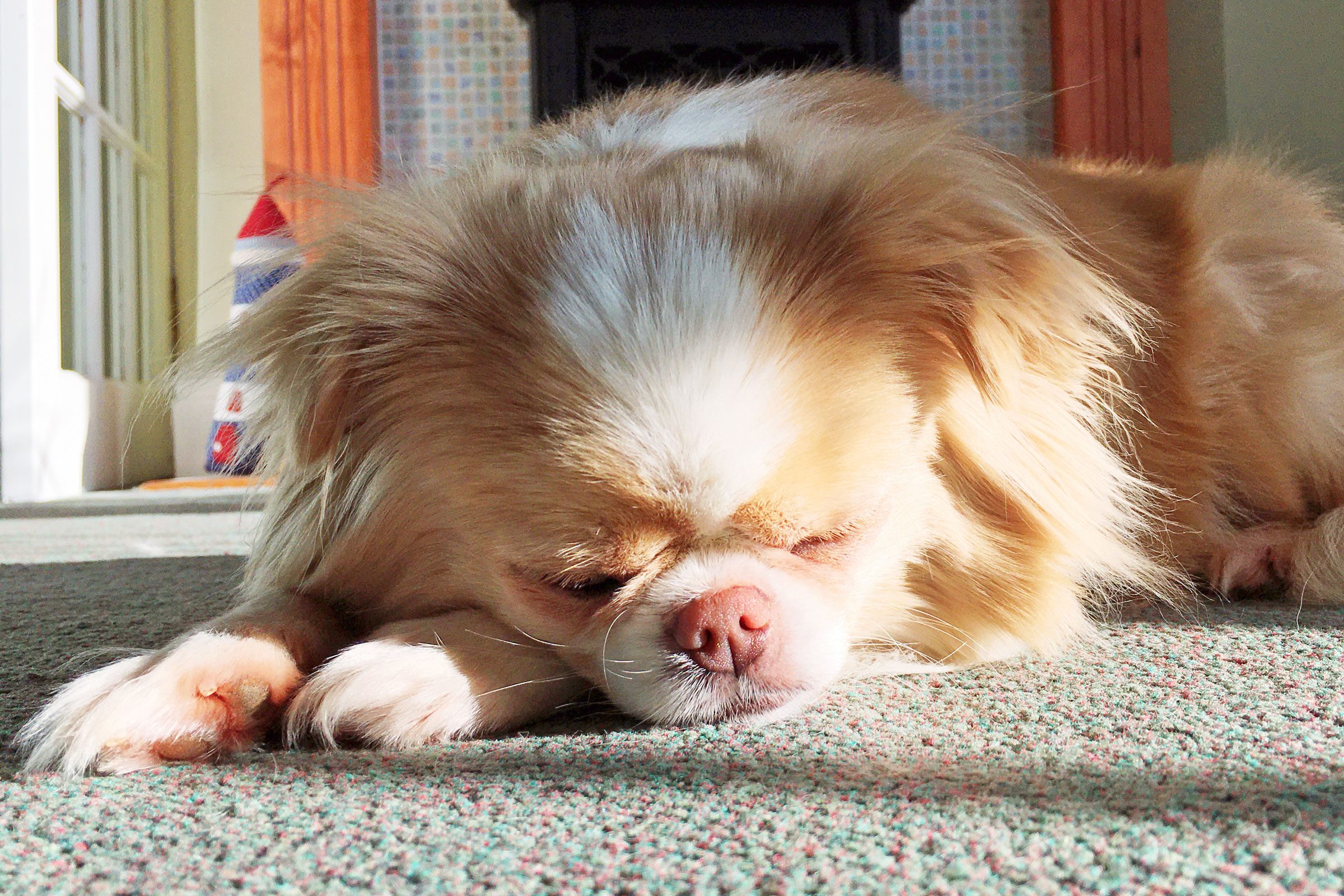 Japanese Chin Napping 