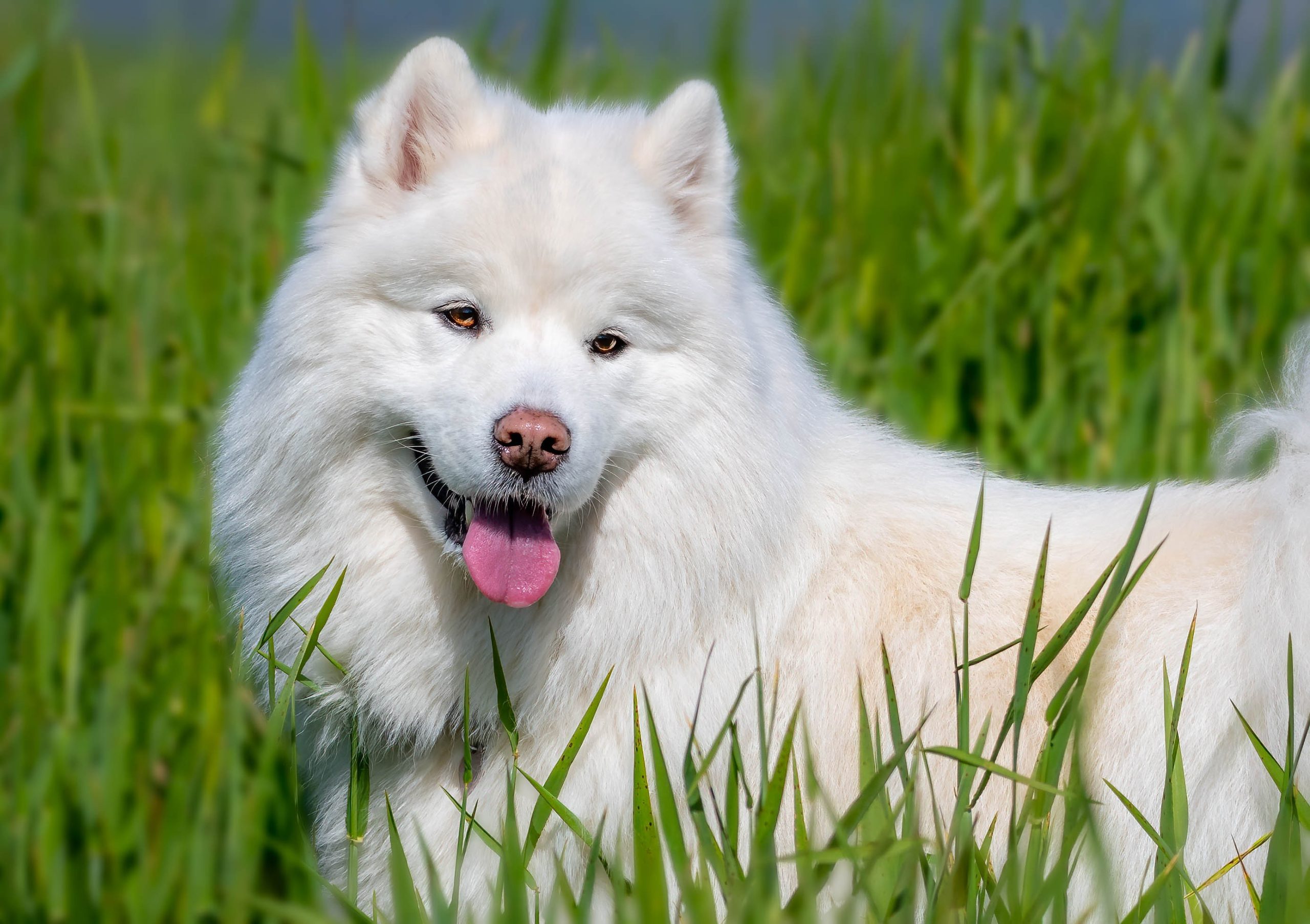 Samoyed on grassy field