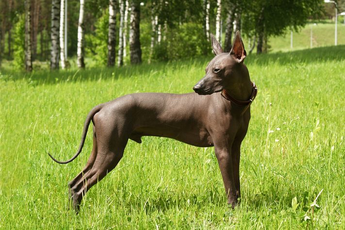 Mexican hairless, xoloitzcuintle. Beautiful adult dog outdoors. Rare dog breed, Xolo. Standard size. Sunny day.