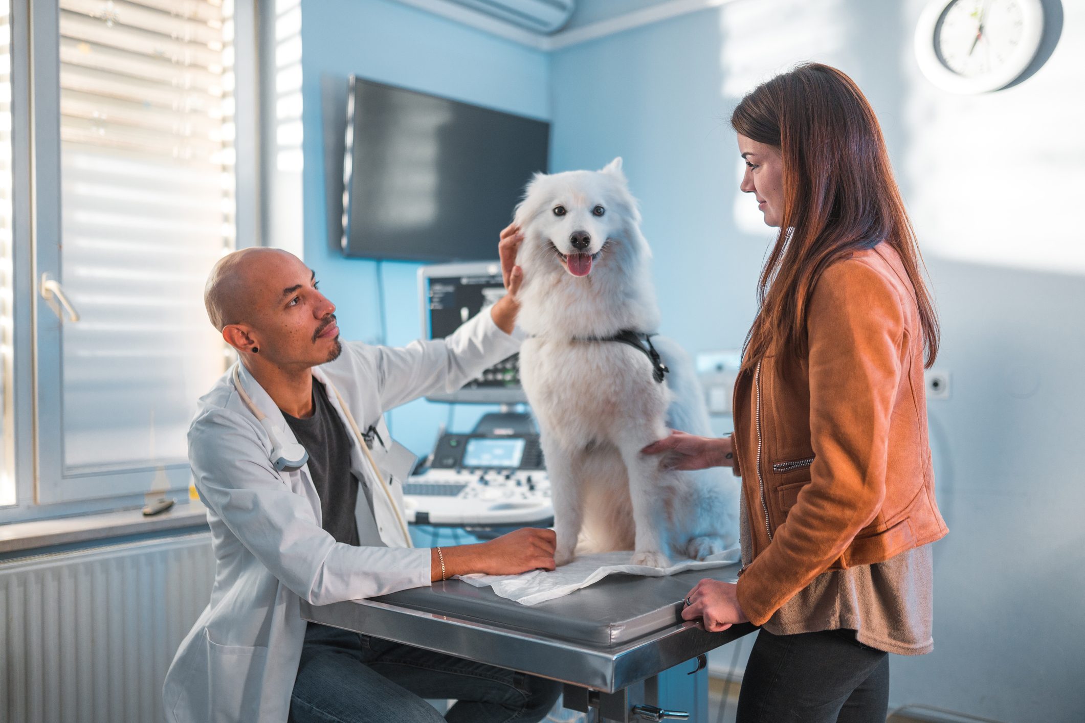 White Medium Size Dog At The Veterinarian