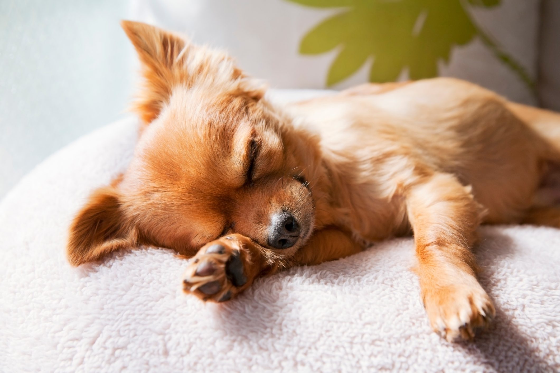 dog sleeping on cushion