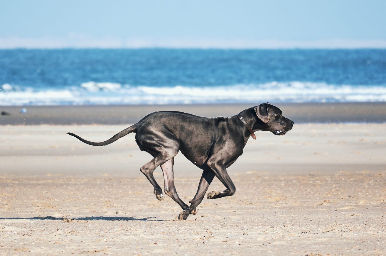 Black Great Dane dog running fast on the beach