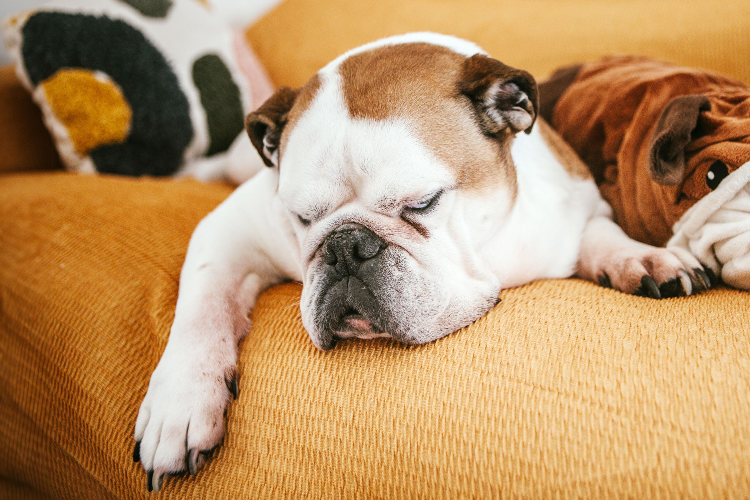 Lazy Bulldog sleeping on the couch