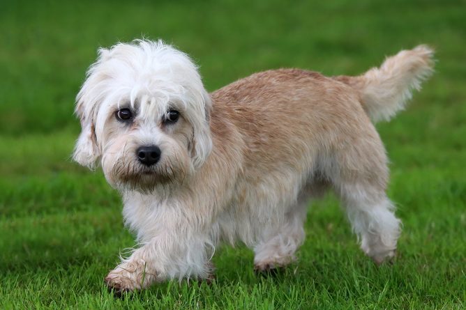 Dandie Dinmont Terrier