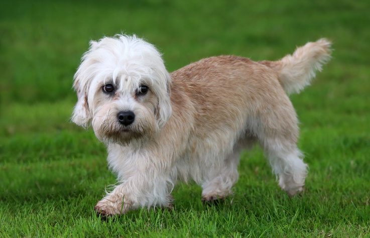 Dandie Dinmont Terrier