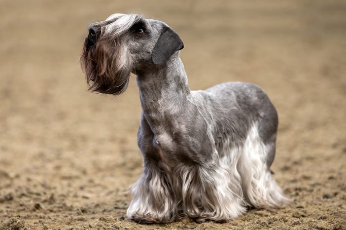 Cesky Terrier