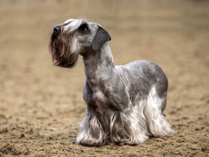 Cesky Terrier