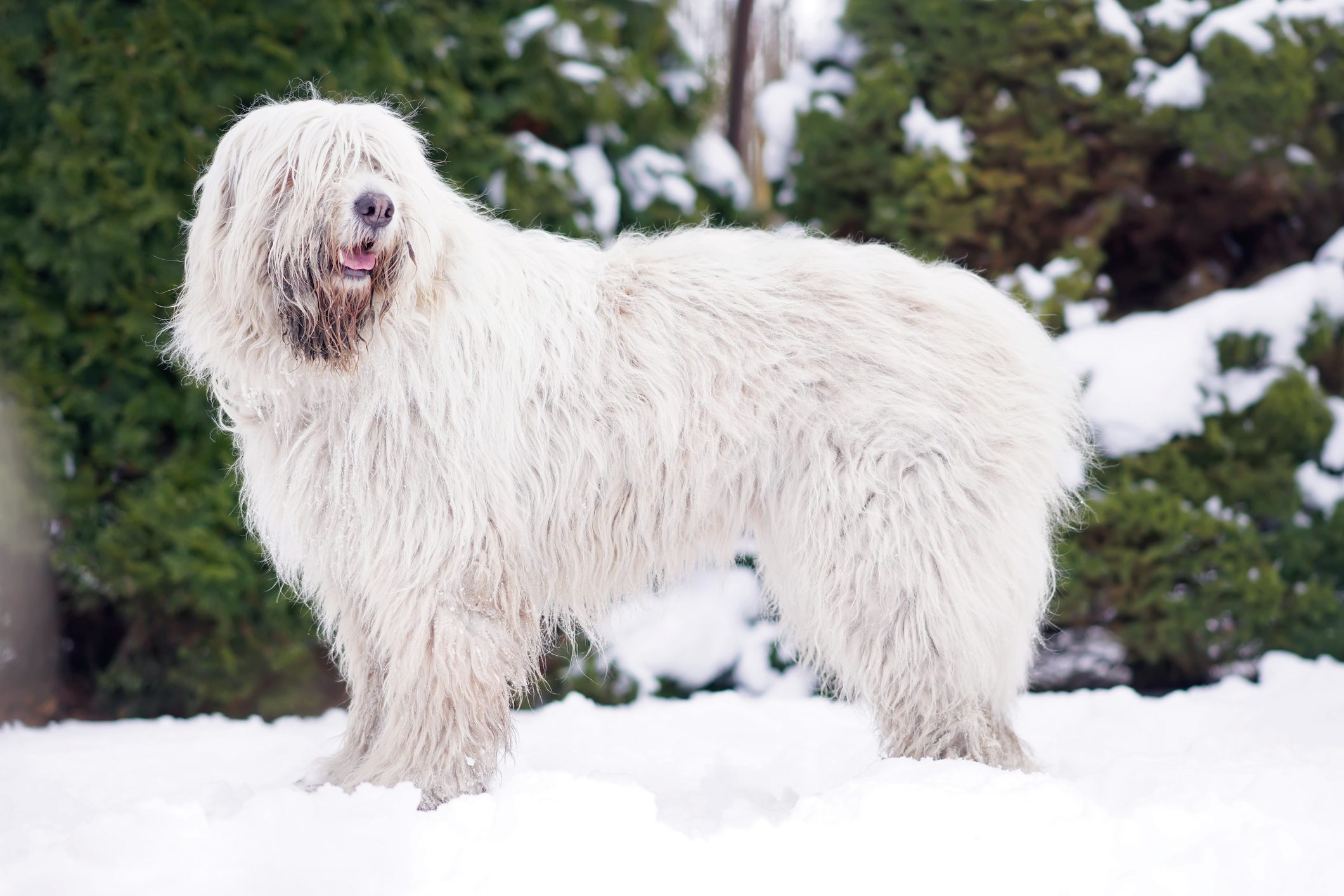 South Russian Shepherd dog