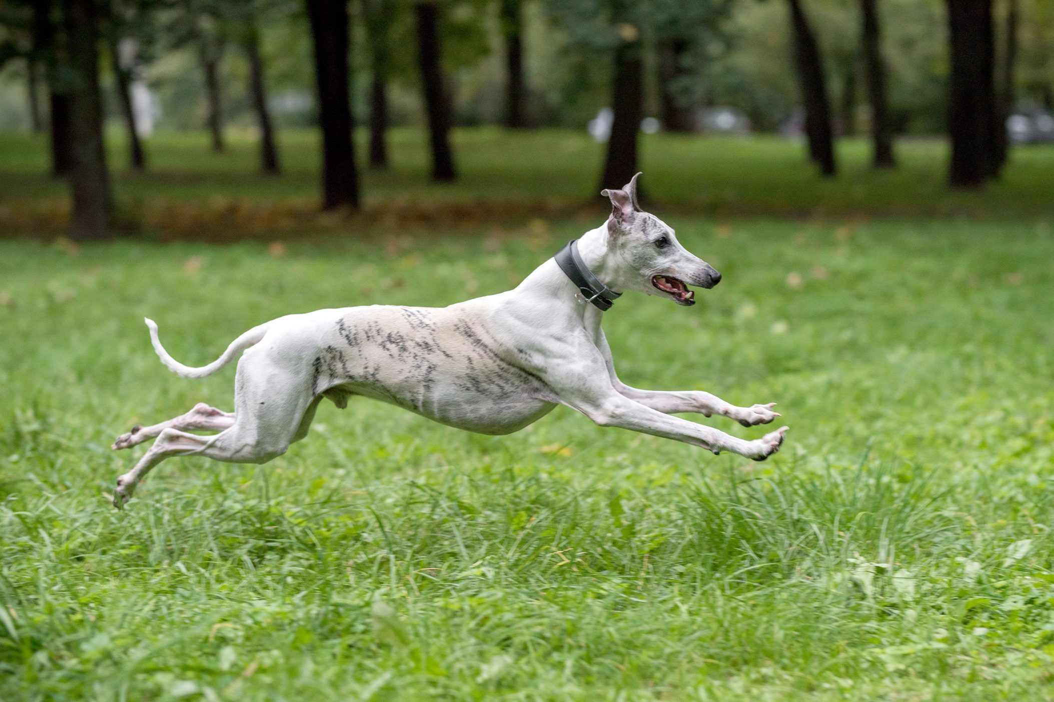 Whippet Breed Dog Running on the Grass.