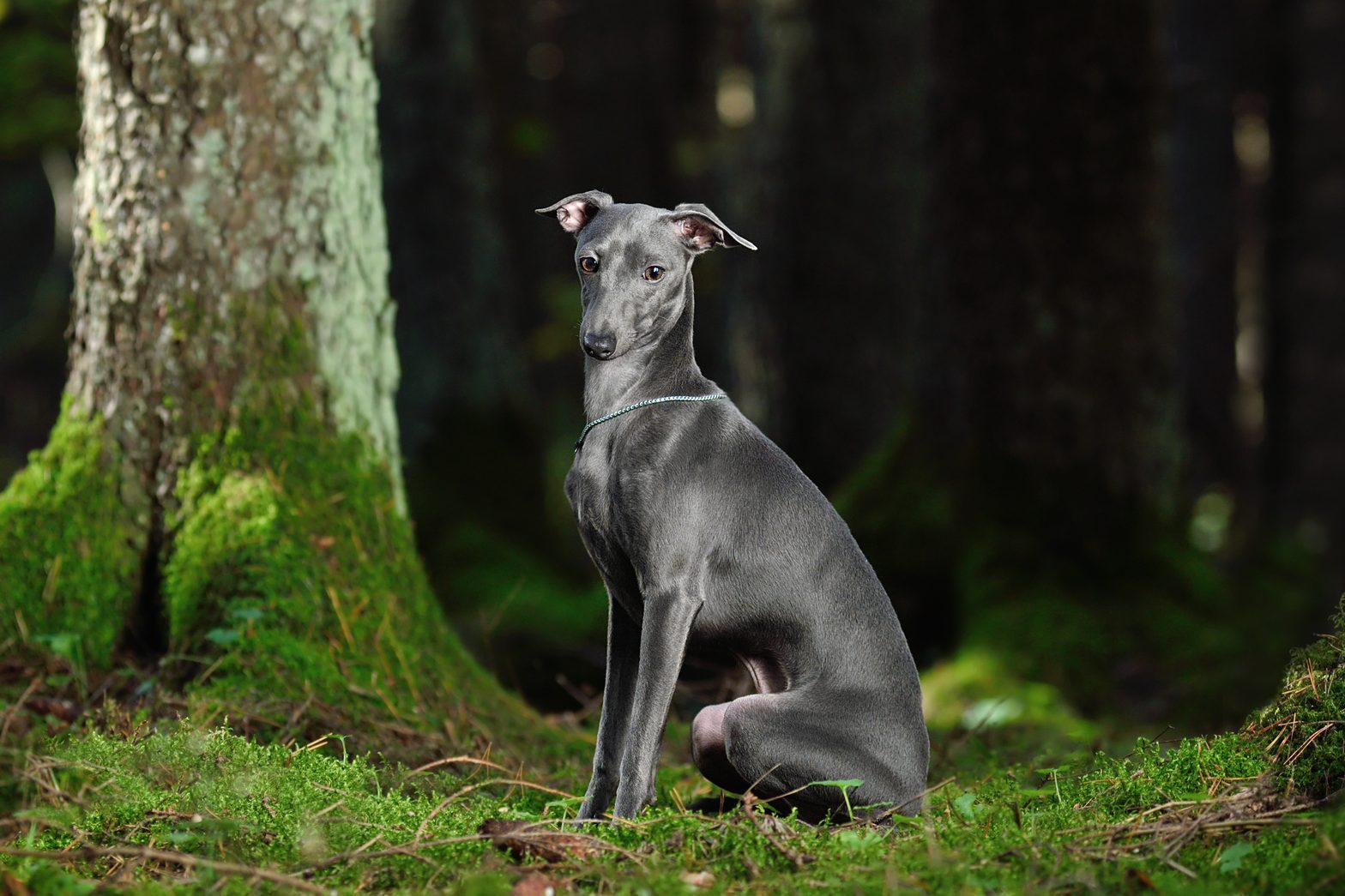 Gray Italian Greyhound dog