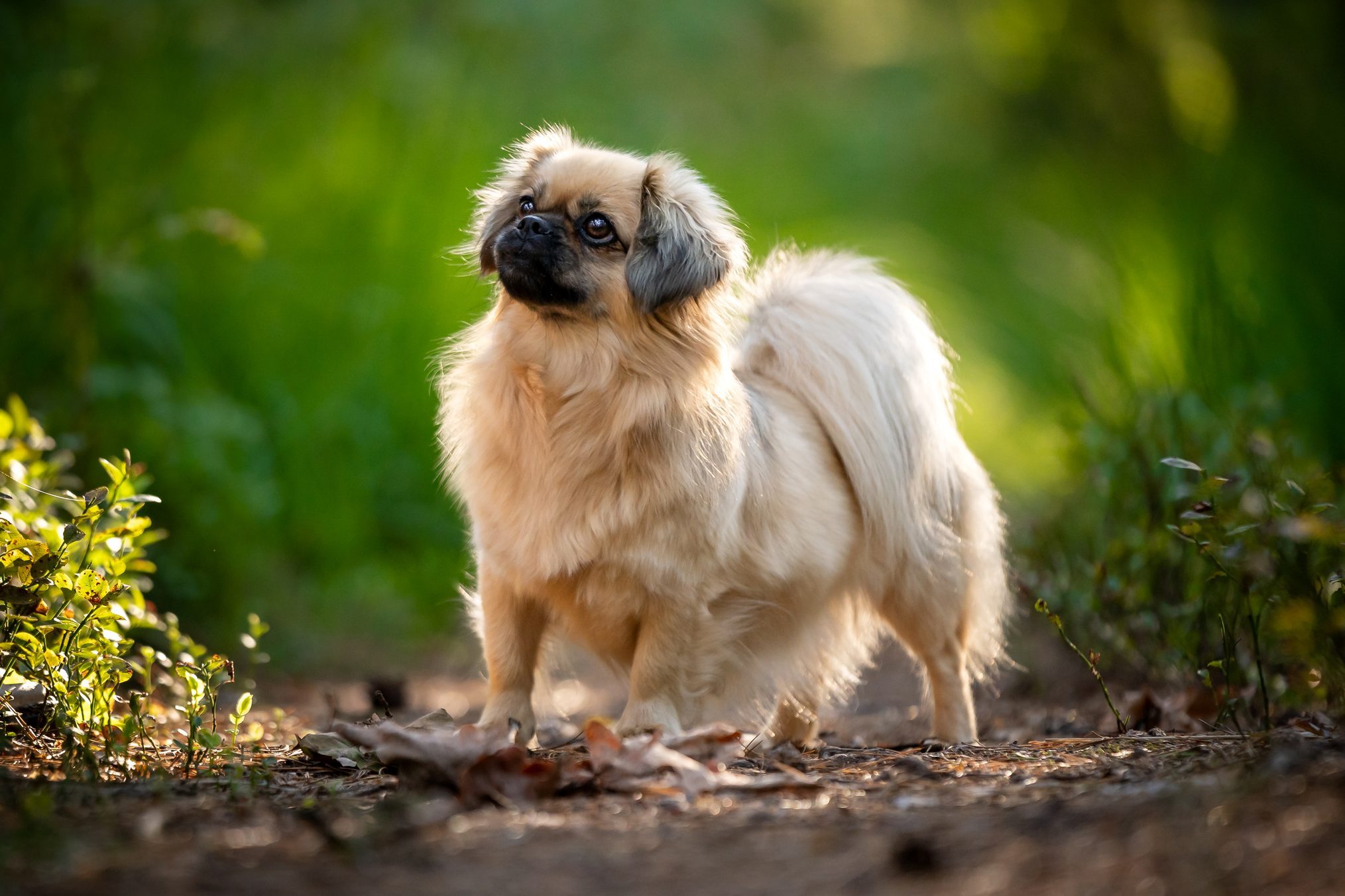 Portrait of Tibetan Spaniel Dog